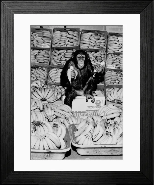 Framed Print : A Chimpanzee in paradise at Twycross Zoo. 20th February 1976 Framed Print : A Chimpanzee in paradise at Twycross Zoo. 20th February 1976