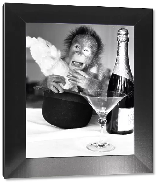 A sneezing baby Orangutan at Twycross Zoo beside a bottle of Bollinger Champagne