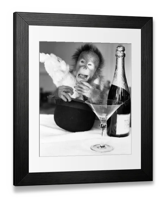 Framed Print : A sneezing baby Orangutan at Twycross Zoo beside a bottle of Bollinger Champagne