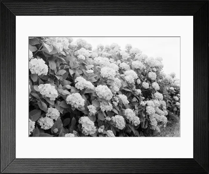 Framed Print : General Views of Terceira Island, in the Azores archipelago, North Atlantic Framed Print : General Views of Terceira Island, in the Azores archipelago, North Atlantic