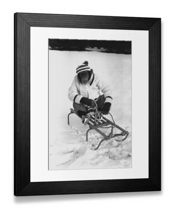 Framed Print : A Chimpanzee at Twycross Zoo wrapped up from the cold while posed on a sled