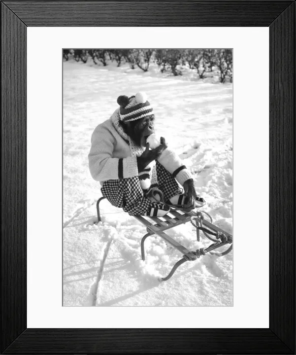 Framed Print : A Chimpanzee at Twycross Zoo wrapped up from the cold while posed on a sled Framed Print : A Chimpanzee at Twycross Zoo wrapped up from the cold while posed on a sled