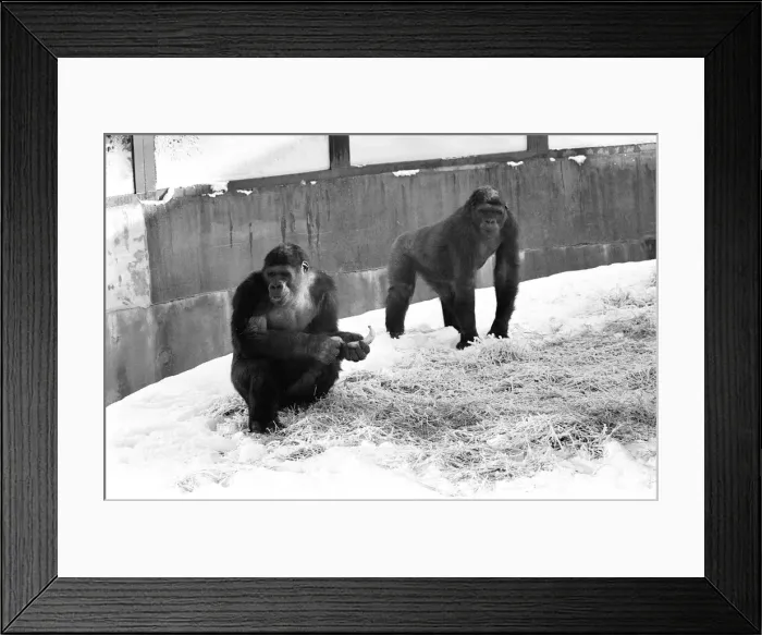Framed Print : Two Silverback Gorillas in their enclosure at Twycross Zoo. 14th January 1982 Framed Print : Two Silverback Gorillas in their enclosure at Twycross Zoo. 14th January 1982