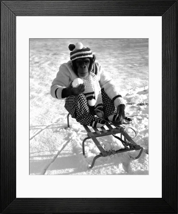 Framed Print : A Chimpanzee at Twycross Zoo wrapped up from the cold while posed on a sled