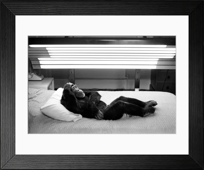Framed Print : A Chimpanzee at Twycross Zoo relaxing under lights. 27th May 1981 Framed Print : A Chimpanzee at Twycross Zoo relaxing under lights. 27th May 1981