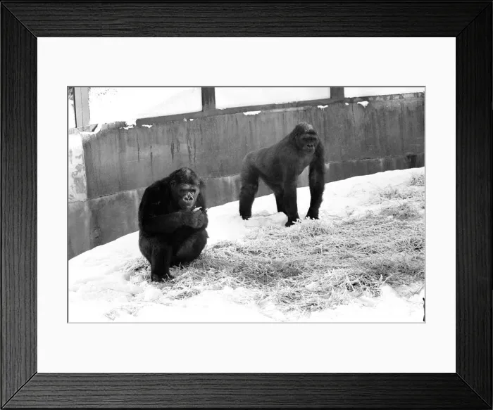 Framed Print : Two Silverback Gorillas in their enclosure at Twycross Zoo. 14th January 1982 Framed Print : Two Silverback Gorillas in their enclosure at Twycross Zoo. 14th January 1982
