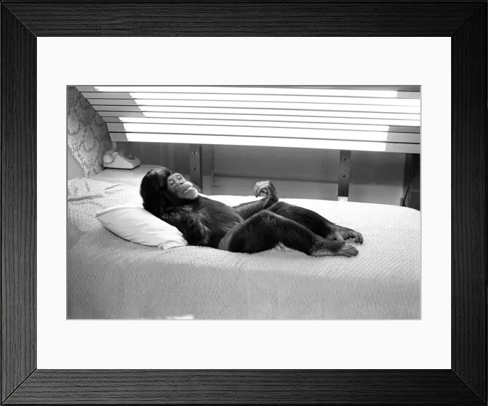 Framed Print : A Chimpanzee at Twycross Zoo relaxing under lights. 27th May 1981 Framed Print : A Chimpanzee at Twycross Zoo relaxing under lights. 27th May 1981