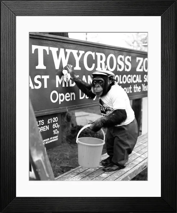 Framed Print : One of the Twycross Zoo Chimpanzees helping with a Spring clean around the zoo
