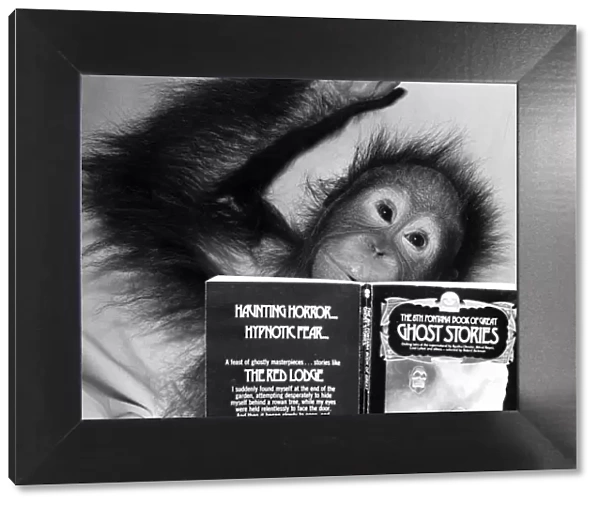 An Orangutan reading ghost stories. 20th November 1980