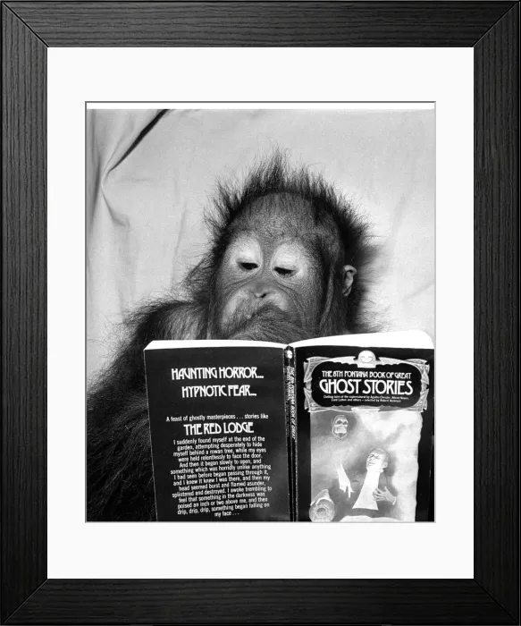Framed Print : An Orangutan reading ghost stories. 20th November 1980 Framed Print : An Orangutan reading ghost stories. 20th November 1980
