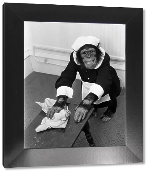 A Chimpanzee brushing up on the housework at Twycross Zoo. 30th May 1980