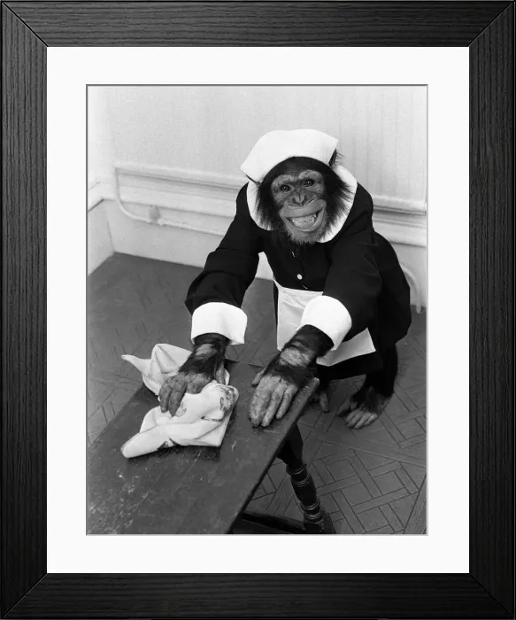 Framed Print : A Chimpanzee brushing up on the housework at Twycross Zoo. 30th May 1980 Framed Print : A Chimpanzee brushing up on the housework at Twycross Zoo. 30th May 1980