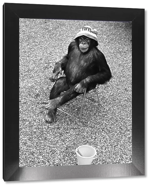 A Chimpanzee at Twycross Zoo sitting on a chair with a bucket and spade nearby