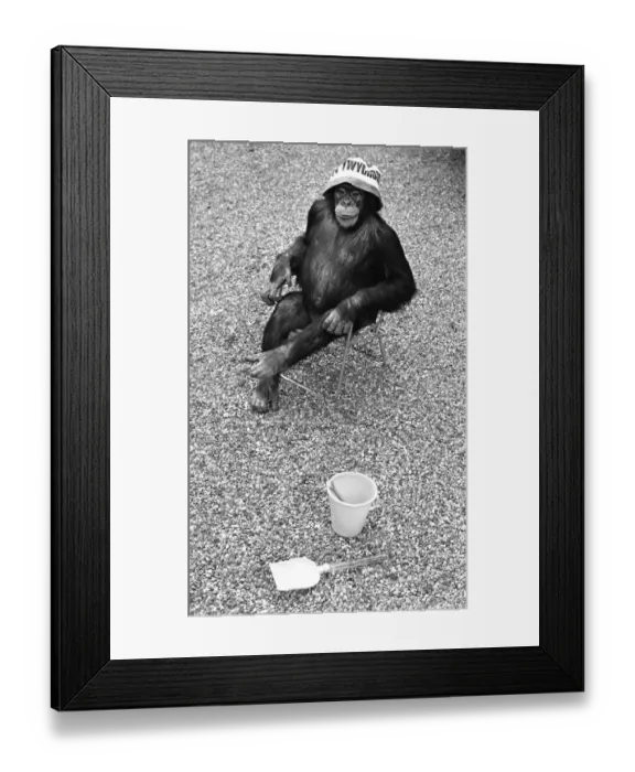 Framed Print : A Chimpanzee at Twycross Zoo sitting on a chair with a bucket and spade nearby
