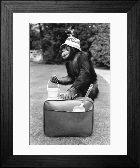 Framed Print : A Chimpanzee at Twycross Zoo ready for travelling. 27th May 1981