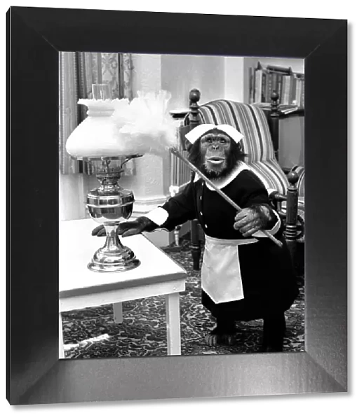 A Chimpanzee brushing up on the housework at Twycross Zoo. 30th May 1980