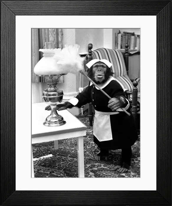Framed Print : A Chimpanzee brushing up on the housework at Twycross Zoo. 30th May 1980 Framed Print : A Chimpanzee brushing up on the housework at Twycross Zoo. 30th May 1980