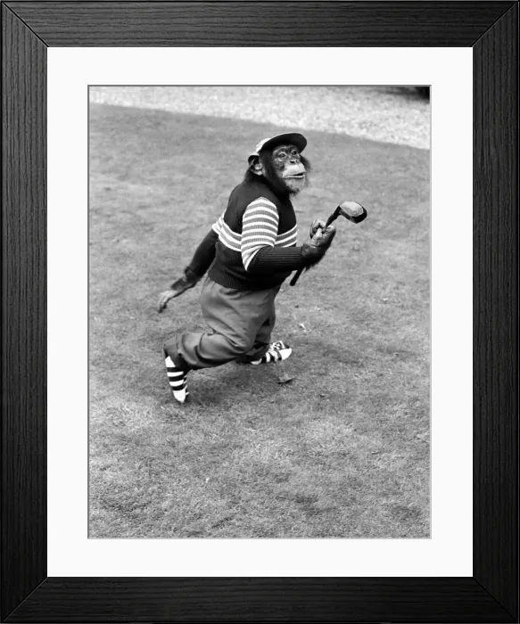 Framed Print : A Chimpanzee at Twycross Zoo geared up for golf. 10th September 1980 Framed Print : A Chimpanzee at Twycross Zoo geared up for golf. 10th September 1980