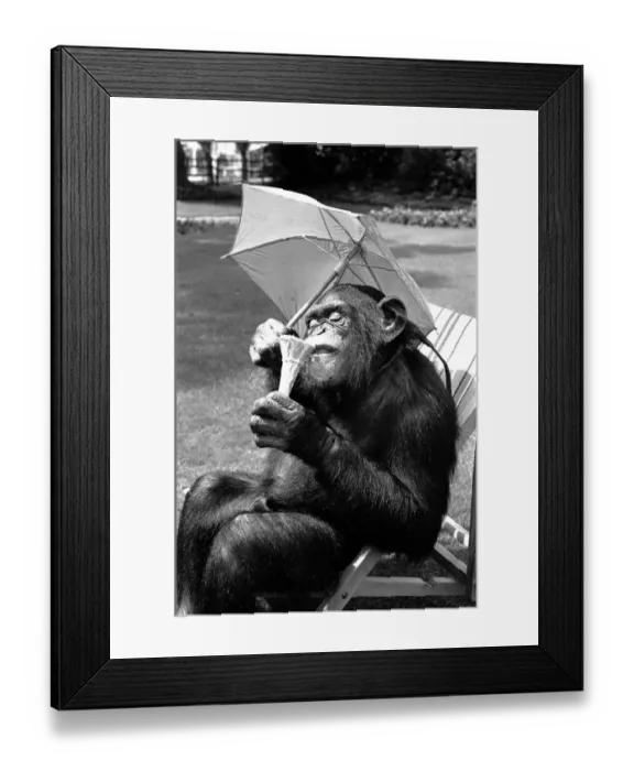 Framed Print : A Chimpanzee at Twycross Zoo embracing the Summer weather with an ice cream cone Framed Print : A Chimpanzee at Twycross Zoo embracing the Summer weather with an ice cream cone