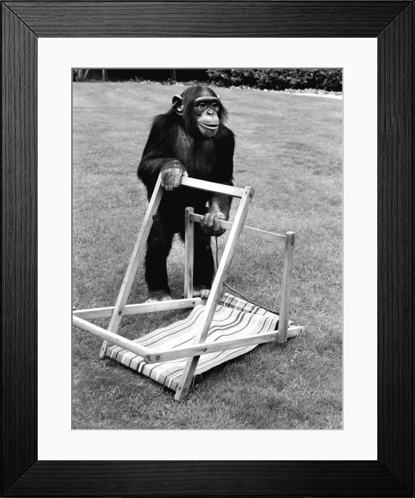 Framed Print : A Chimpanzee at Twycross Zoo embracing the Summer weather with a deck chair Framed Print : A Chimpanzee at Twycross Zoo embracing the Summer weather with a deck chair