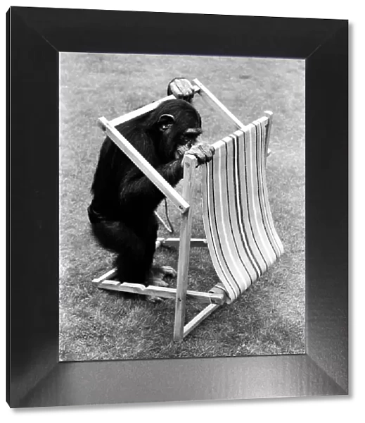 A Chimpanzee at Twycross Zoo handling a deck chair. 30th August 1980