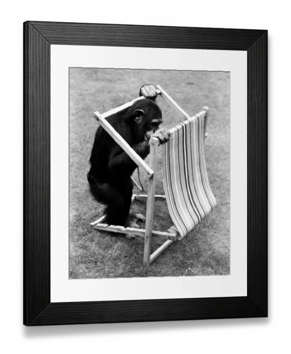 Framed Print : A Chimpanzee at Twycross Zoo handling a deck chair. 30th August 1980 Framed Print : A Chimpanzee at Twycross Zoo handling a deck chair. 30th August 1980