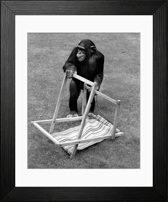 Framed Print : A Chimpanzee at Twycross Zoo embracing the Summer weather with a deck chair Framed Print : A Chimpanzee at Twycross Zoo embracing the Summer weather with a deck chair