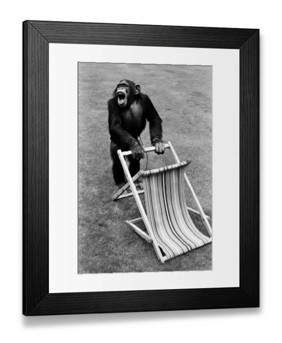 Framed Print : A Chimpanzee at Twycross Zoo handling a deck chair. 30th August 1980 Framed Print : A Chimpanzee at Twycross Zoo handling a deck chair. 30th August 1980