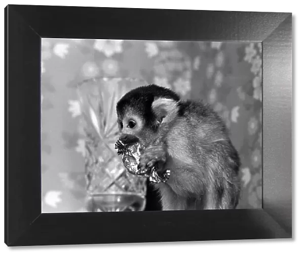 A Squirrel Monkey at Twycross Zoo enjoying a sweet treat. 29th January 1976