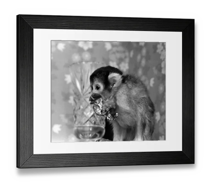Framed Print : A Squirrel Monkey at Twycross Zoo enjoying a sweet treat. 29th January 1976 Framed Print : A Squirrel Monkey at Twycross Zoo enjoying a sweet treat. 29th January 1976