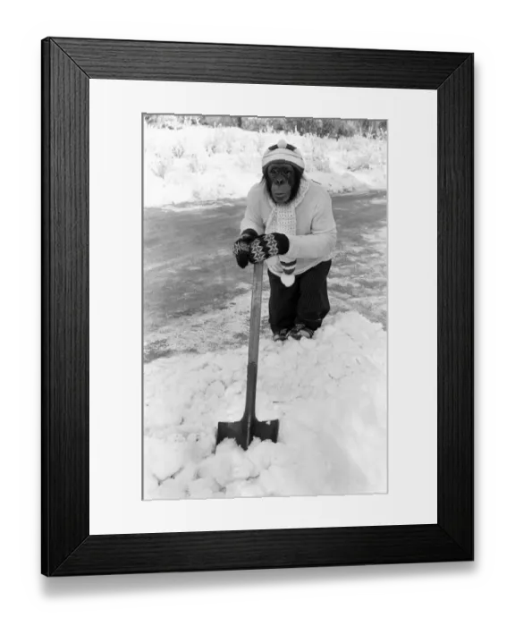 Framed Print : A Chimpanzee wrapped up against the cold, clearing the paths after a fall of snow
