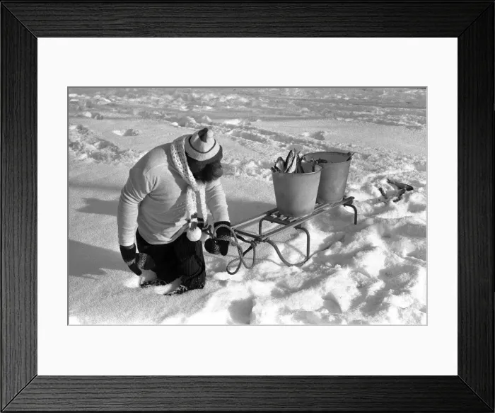 Framed Print : A Chimpanzee wrapped up against the cold, pulling a sled loaded with fish toward Framed Print : A Chimpanzee wrapped up against the cold, pulling a sled loaded with fish toward