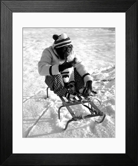 Framed Print : A Chimpanzee at Twycross Zoo wrapped up from the cold while posed on a sled Framed Print : A Chimpanzee at Twycross Zoo wrapped up from the cold while posed on a sled