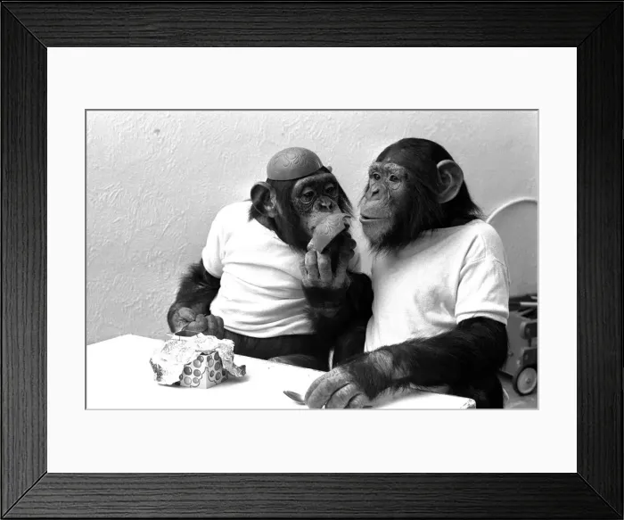 Framed Print : Two Chimpanzees celebrating Easter with chocolate eggs at Twycross Zoo. 25th March 1981 Framed Print : Two Chimpanzees celebrating Easter with chocolate eggs at Twycross Zoo. 25th March 1981