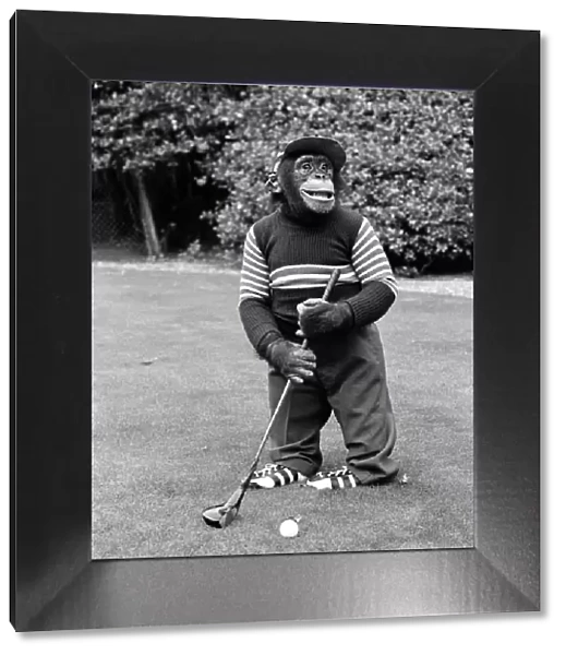 A Chimpanzee at Twycross Zoo playing a round of golf. 10th September 1980