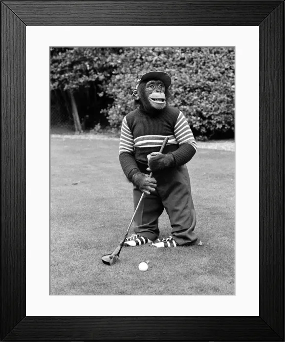 Framed Print : A Chimpanzee at Twycross Zoo playing a round of golf. 10th September 1980