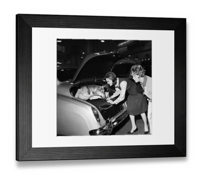 Framed Print : Woman putting her pet dog in the back of a Bentley car at the Earls Court Motor show