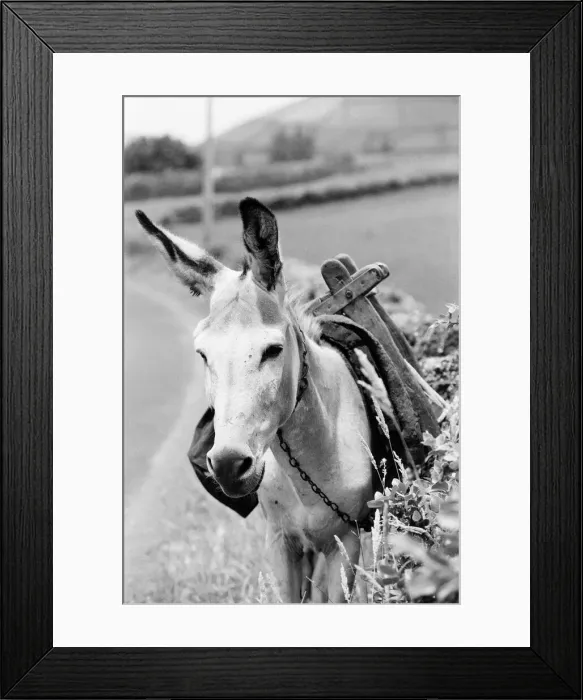 Framed Print : General Views of Terceira Island, in the Azores archipelago, North Atlantic Framed Print : General Views of Terceira Island, in the Azores archipelago, North Atlantic