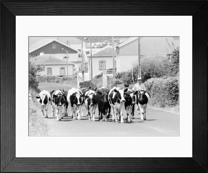 Framed Print : General Views of Terceira Island, in the Azores archipelago, North Atlantic Framed Print : General Views of Terceira Island, in the Azores archipelago, North Atlantic