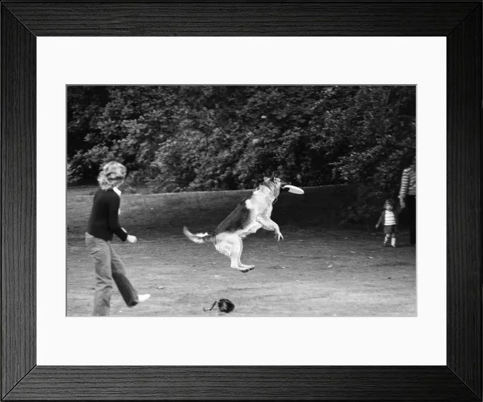 Framed Print : Bracknell Frisbee Festival, Berkshire, June 1980 Framed Print : Bracknell Frisbee Festival, Berkshire, June 1980