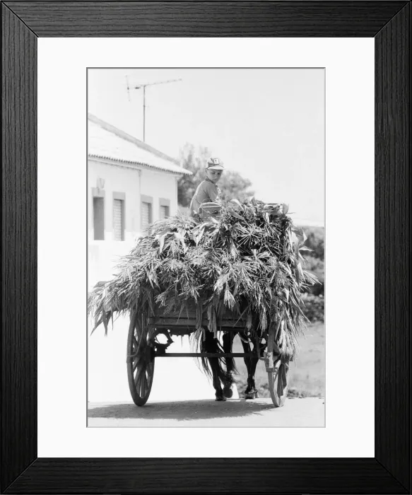 Framed Print : General Views of Terceira Island, in the Azores archipelago, North Atlantic Framed Print : General Views of Terceira Island, in the Azores archipelago, North Atlantic