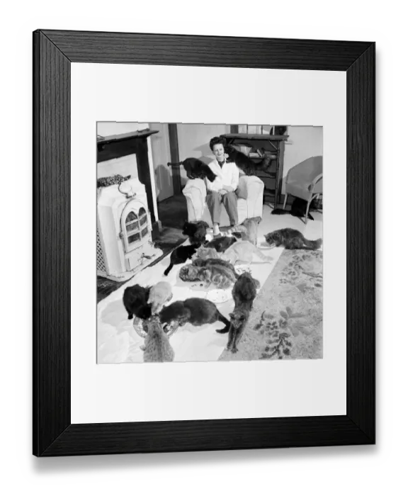 Framed Print : Cat Woman: Mrs Nan Cotton who has 80 cats as pets in her home Framed Print : Cat Woman: Mrs Nan Cotton who has 80 cats as pets in her home