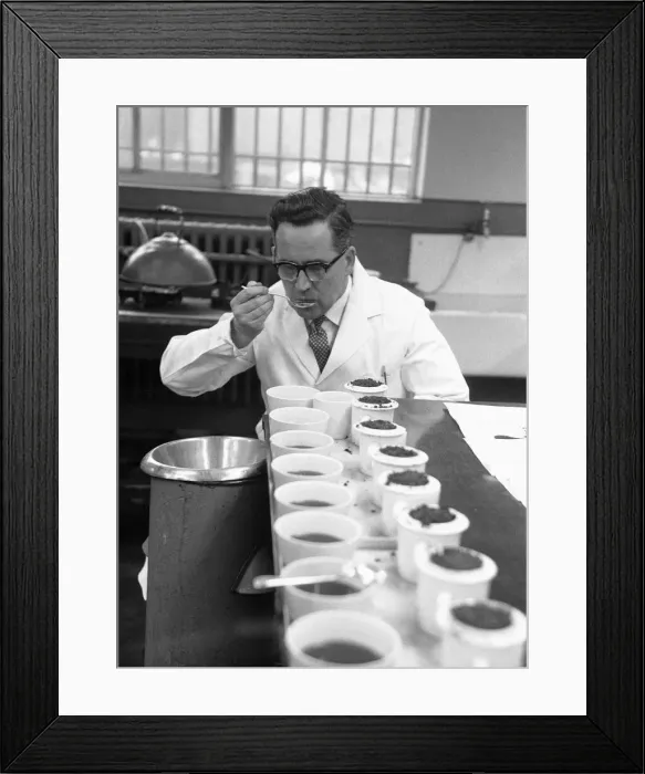 Framed Print : The tea taster at work. A sip, a quick taste and Mr Edward Pedvin, of Hollywood
