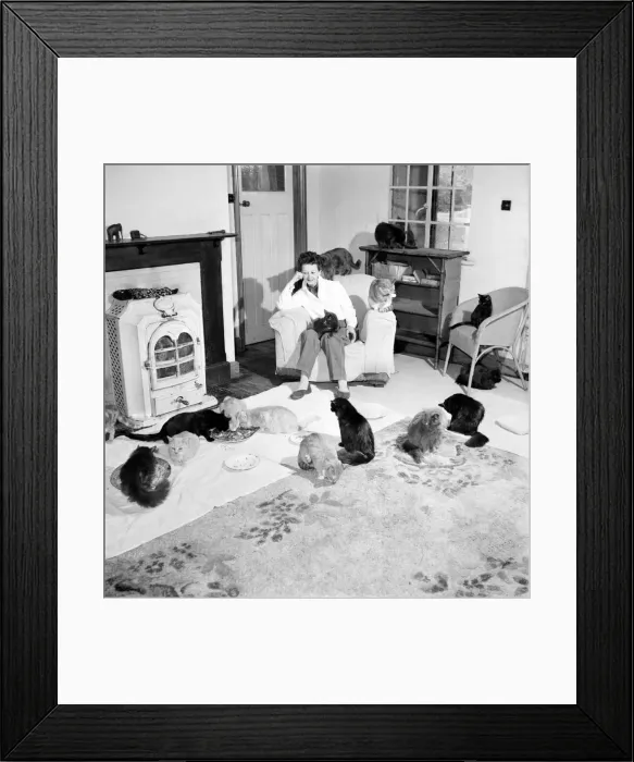 Framed Print : Cat Woman: Mrs Nan Cotton who has 80 cats as pets in her home