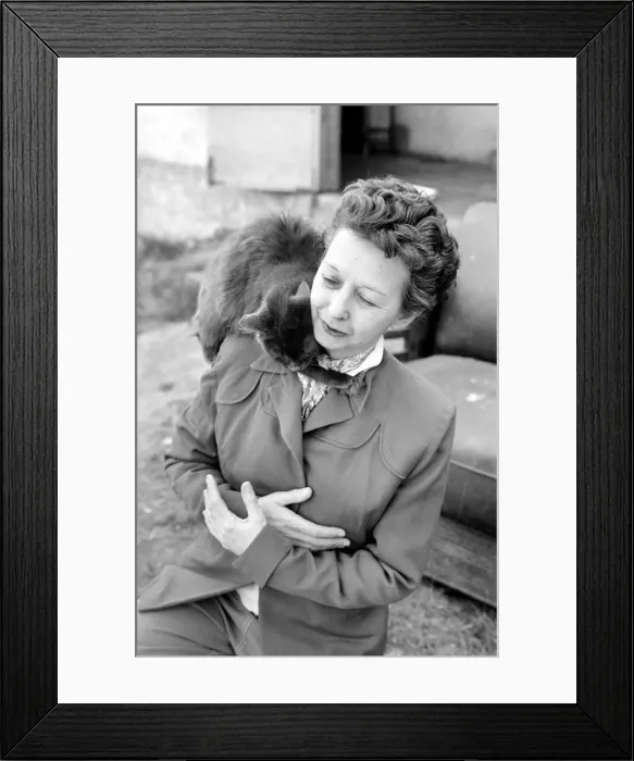 Framed Print : Cat Woman: Mrs Nan Cotton who has 80 cats as pets in her home Framed Print : Cat Woman: Mrs Nan Cotton who has 80 cats as pets in her home
