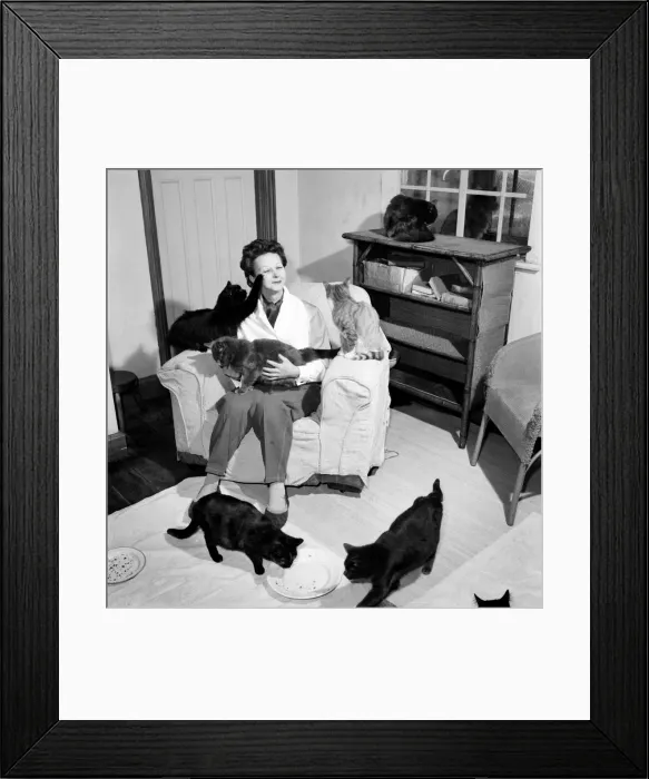 Framed Print : Cat Woman: Mrs Nan Cotton who has 80 cats as pets in her home Framed Print : Cat Woman: Mrs Nan Cotton who has 80 cats as pets in her home
