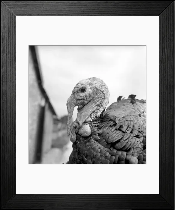 Framed Print : Turkey farm and meat packing factory of John Lintern, Buckinghamshire Framed Print : Turkey farm and meat packing factory of John Lintern, Buckinghamshire