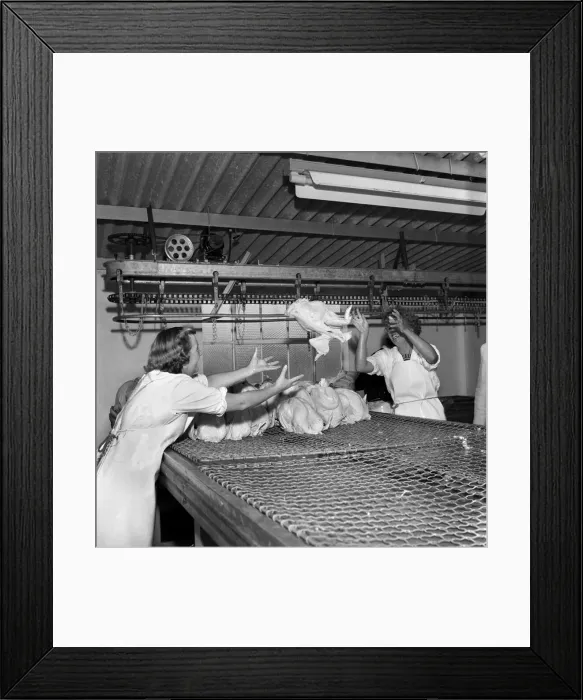 Framed Print : Turkey farm and meat packing factory of John Lintern, Buckinghamshire Framed Print : Turkey farm and meat packing factory of John Lintern, Buckinghamshire