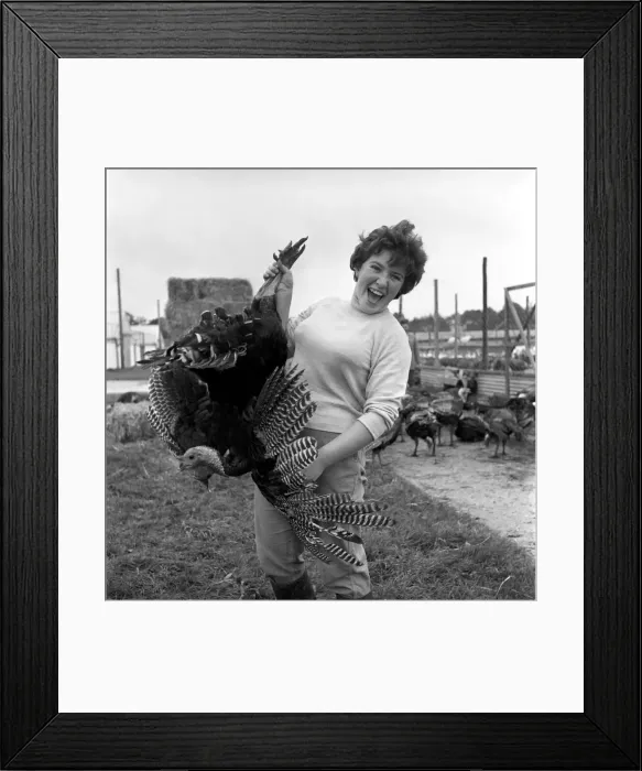 Framed Print : Turkey farm and meat packing factory of John Lintern. General scene in Framed Print : Turkey farm and meat packing factory of John Lintern. General scene in