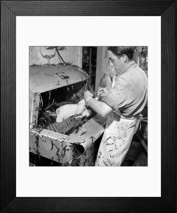 Framed Print : Turkey farm and meat packing factory of John Lintern, Buckinghamshire Framed Print : Turkey farm and meat packing factory of John Lintern, Buckinghamshire